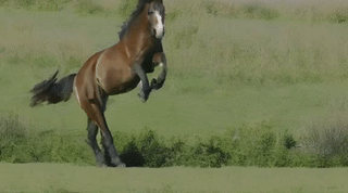 horse.gif